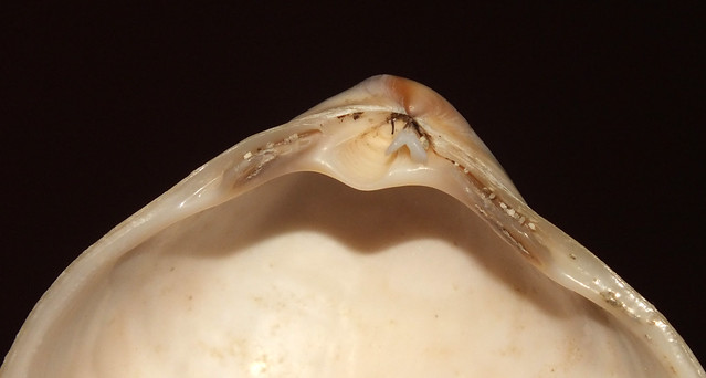 Triangle clam (Crassula aequilatera) umbo beak