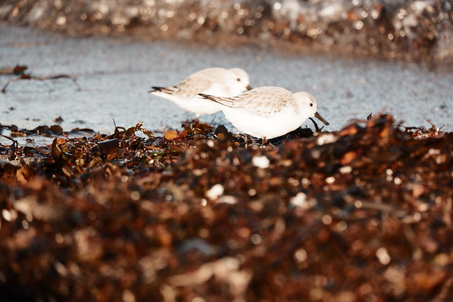 The Sanderling (Calidris alba) is a rare guest on the Baltic Sea coast- Fehmarn - Schleswig-Holstein - Germany - February 4, 2023