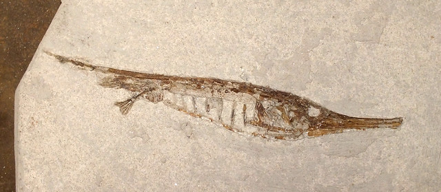 Jointed razorfish (Aeoliscus strigatus) fossil
