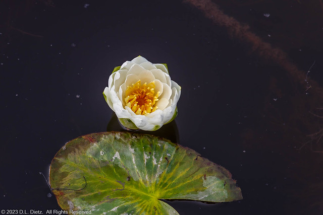 Fragrant Water Lily #3 - 2019-07-04