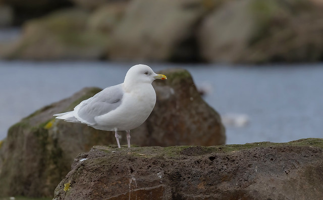 Iceland gull / Bjartmáfur (Larus glaucoides)