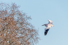 It casually circled over Buckingham Palace for 10 minutes before returning. Great White Pelican.
