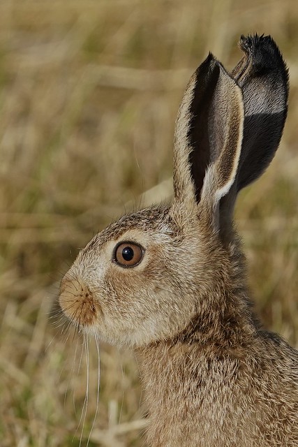 Hare Leveret portrait