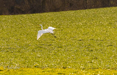 Great Egret over the field