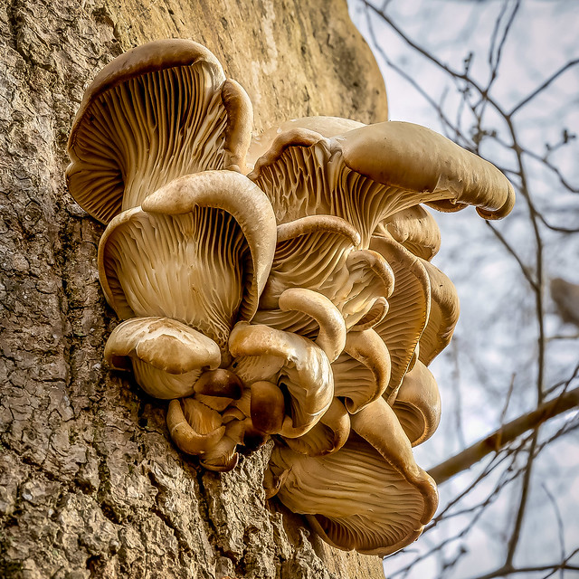 Oyster mushroom: pleurotus ostreatus