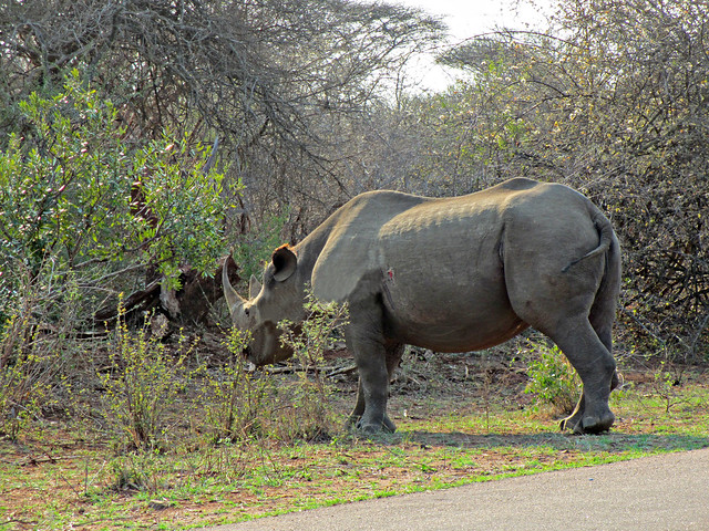 Rhino - on Way to Lower Sabie