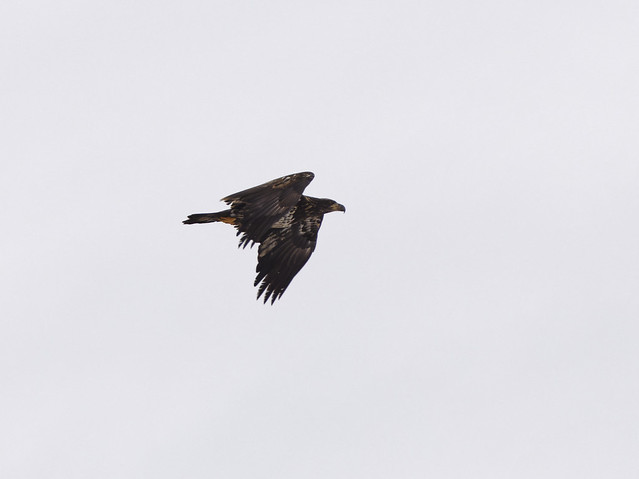 Bald Eagle juv. (Haliaeetus leucocephalus)