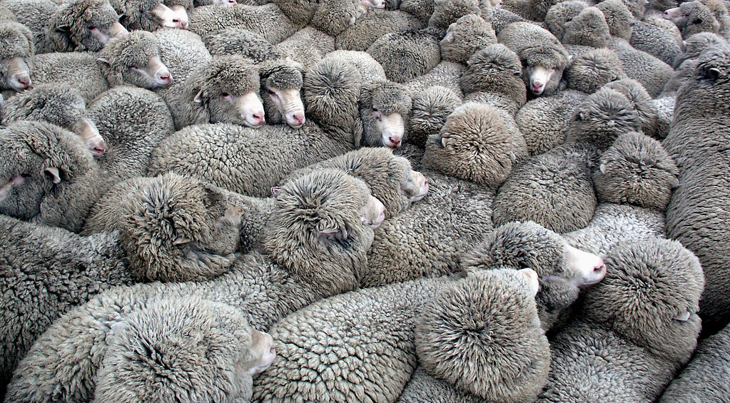 The wool 
