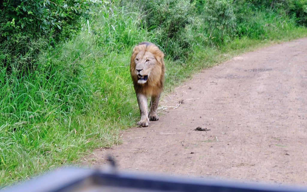 Африканские каникулы. ЮАР 2023. Что будет, если носорог встретится со львом. DSCF0110