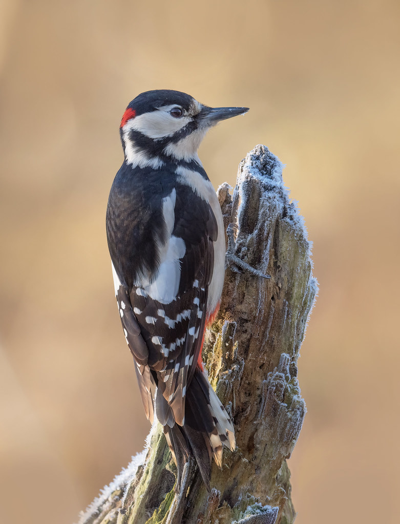 Great Spotted Woodpecker- Dendrocopus major