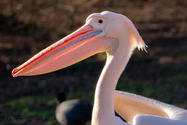 Great White Pelican called Gargi. St James's Park, London.