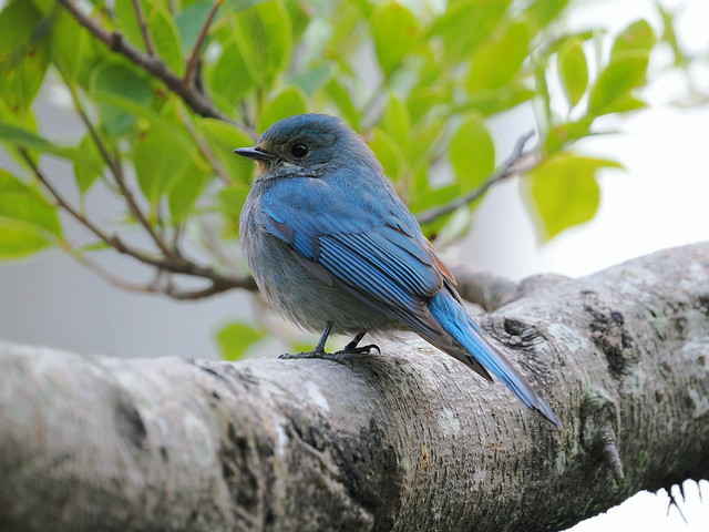 P1270446_1 銅藍鶲 (雌鳥)