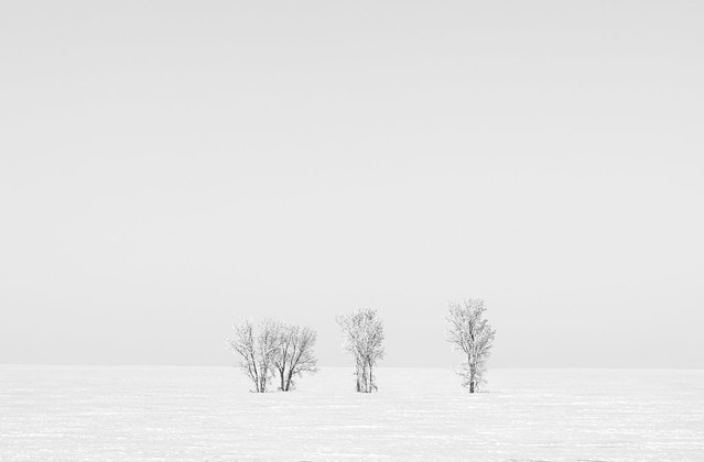 Lone Trees.