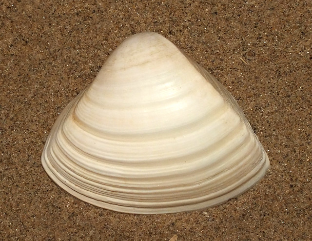 Triangle clam (Crassula aequilatera)
