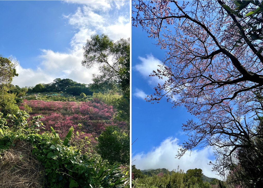 風尾步道 陽明山國家公園