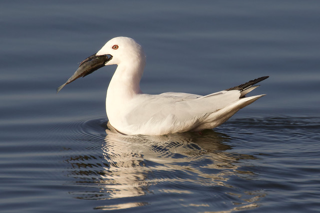 Slender-billed Gull - Chroicocephalus genei