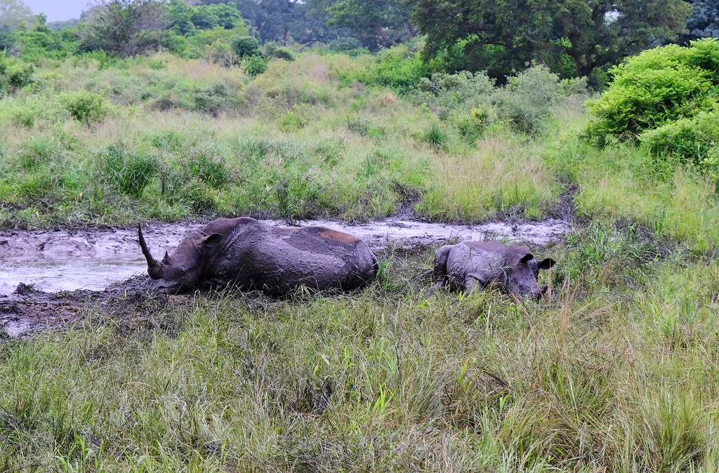 Африканские каникулы. ЮАР 2023. Что будет, если носорог встретится со львом. DSCF0099