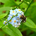 Forget-Me-Not with Hover Fly