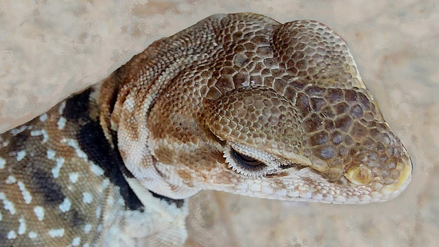 Kopfstudie eines Weibchen des Mohave-Halsbandleguan (Crotaphytus bicinctores)