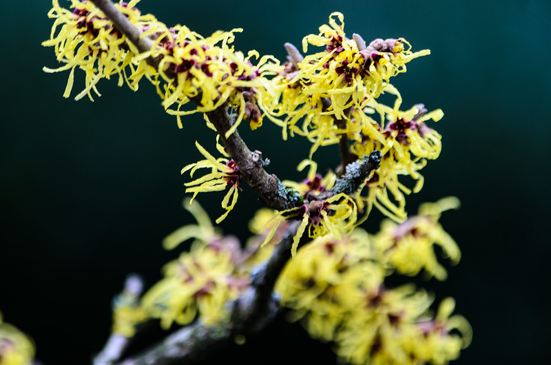 Yellow, orange: witch hazel