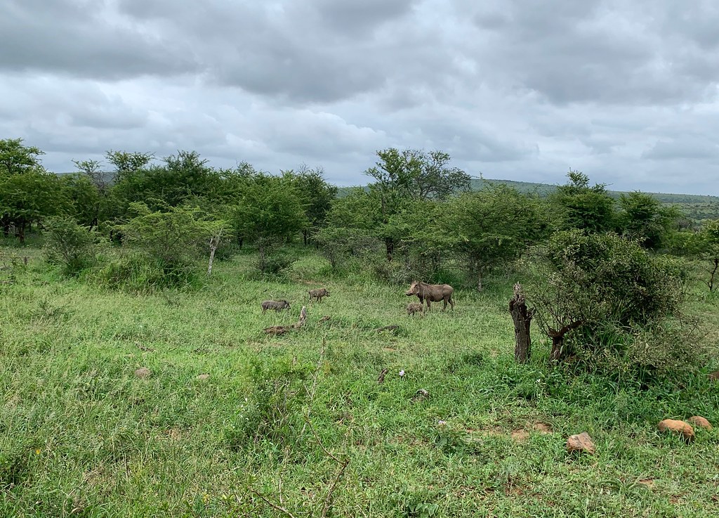 Африканские каникулы. ЮАР 2023. Что будет, если носорог встретится со львом. IMG_0518