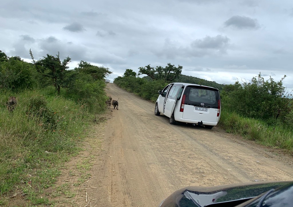 Африканские каникулы. ЮАР 2023. Что будет, если носорог встретится со львом. IMG_0508