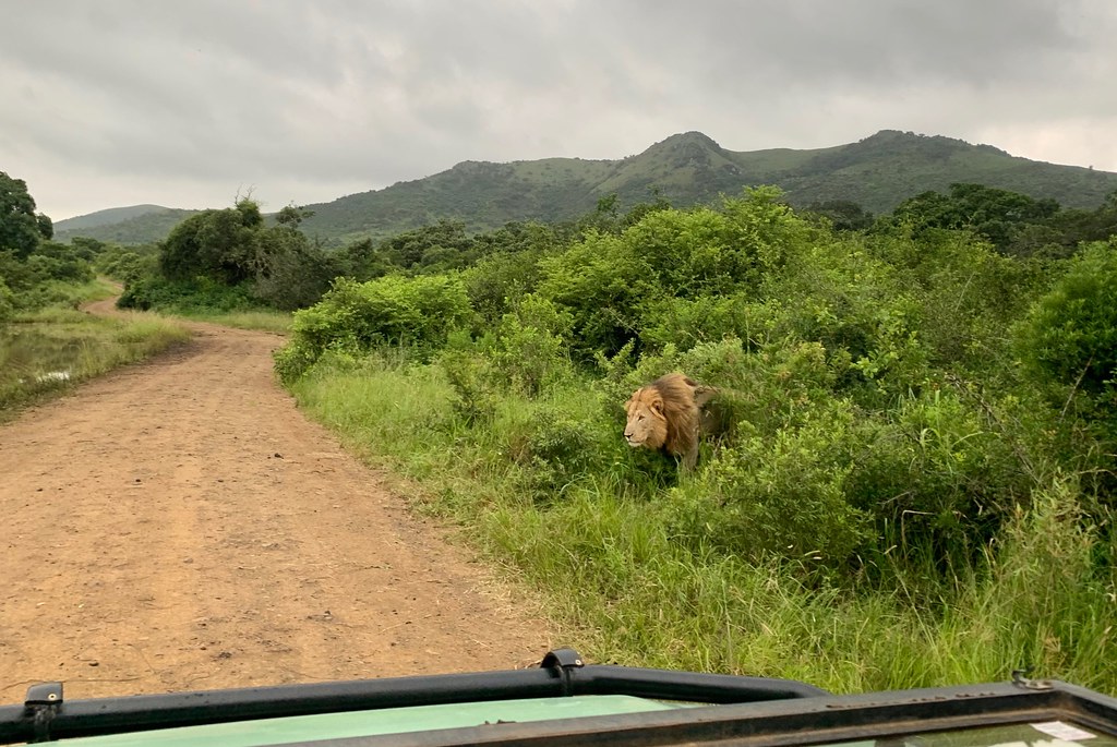 Африканские каникулы. ЮАР 2023. Что будет, если носорог встретится со львом. IMG_0461