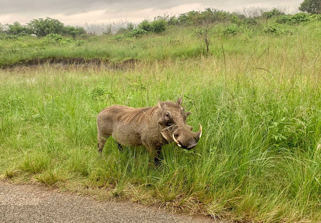 Африканские каникулы. ЮАР 2023. Что будет, если носорог встретится со львом. IMG_0483