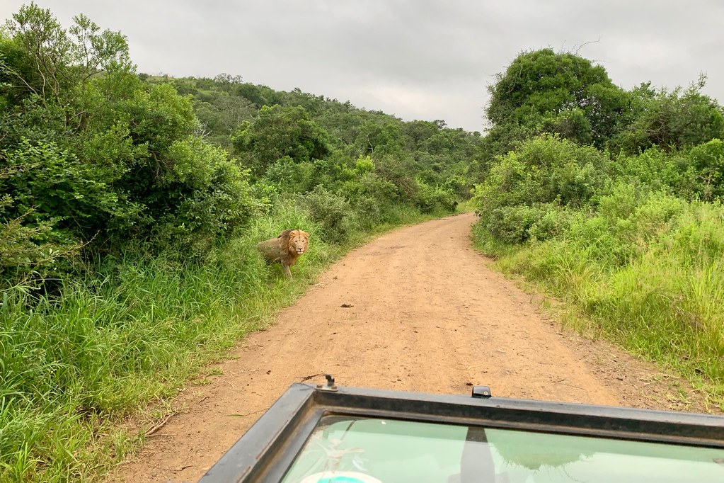 Африканские каникулы. ЮАР 2023. Что будет, если носорог встретится со львом. IMG_0464