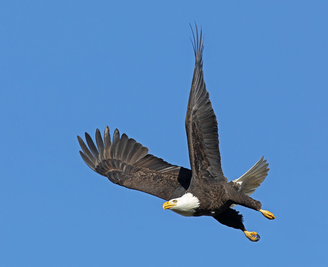 Bald Eagle, just after take-off