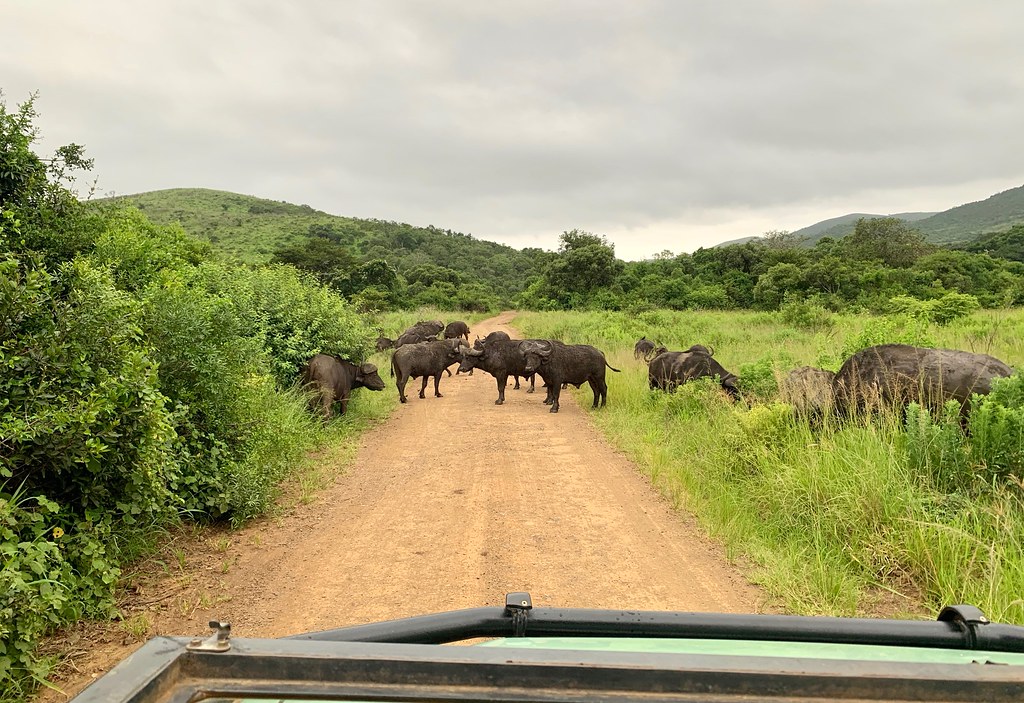 Африканские каникулы. ЮАР 2023. Что будет, если носорог встретится со львом. IMG_0451