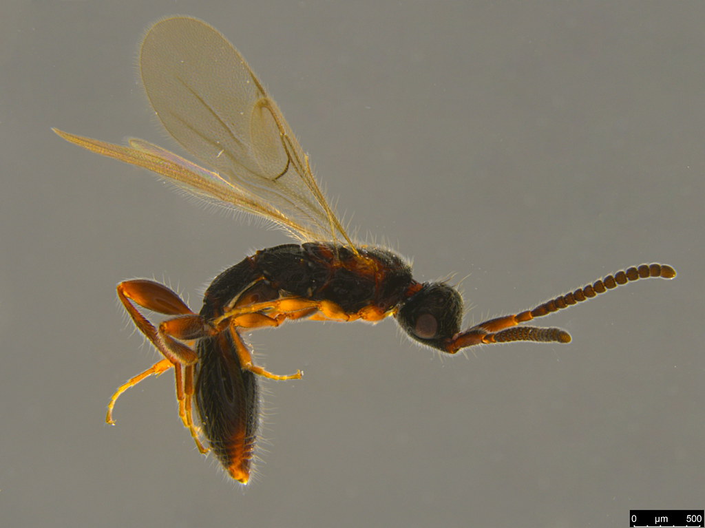 16a - Diapriidae sp.