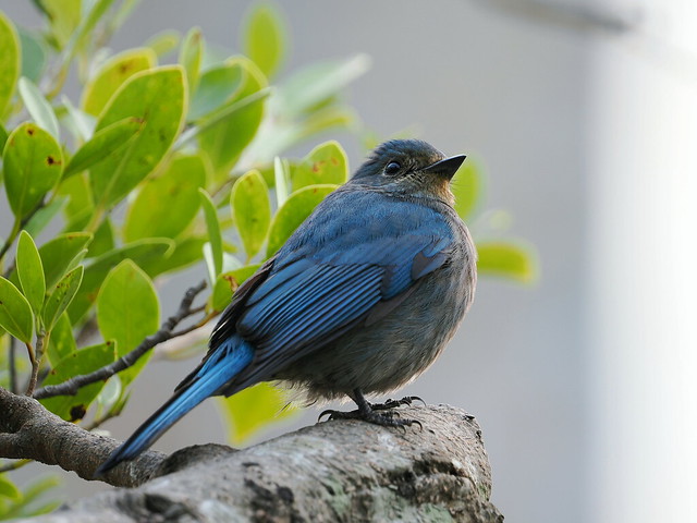 P1270253_1 銅藍鶲 (雌鳥)