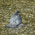 Sparrowhawk (male) taking a bath
