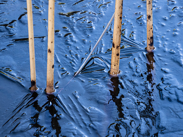 ice and reeds