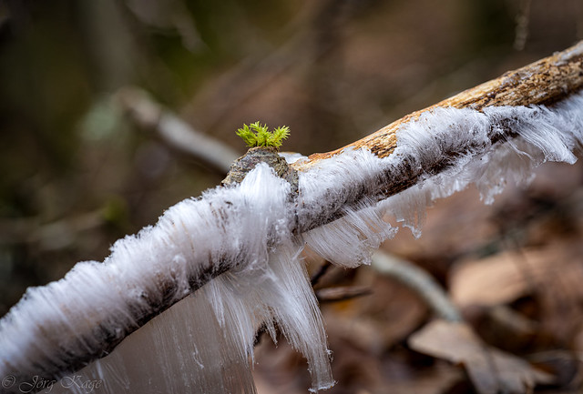 Dem Frost nur knapp entkommen / A narrow escape from the frost