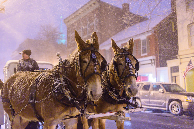 Carriage Horses