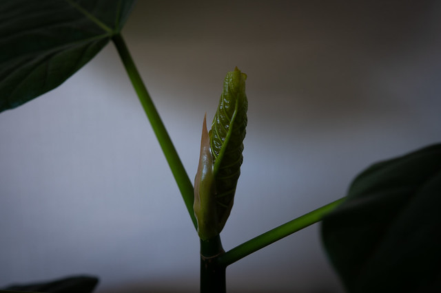 Leaf bud of Ficus Umbellata