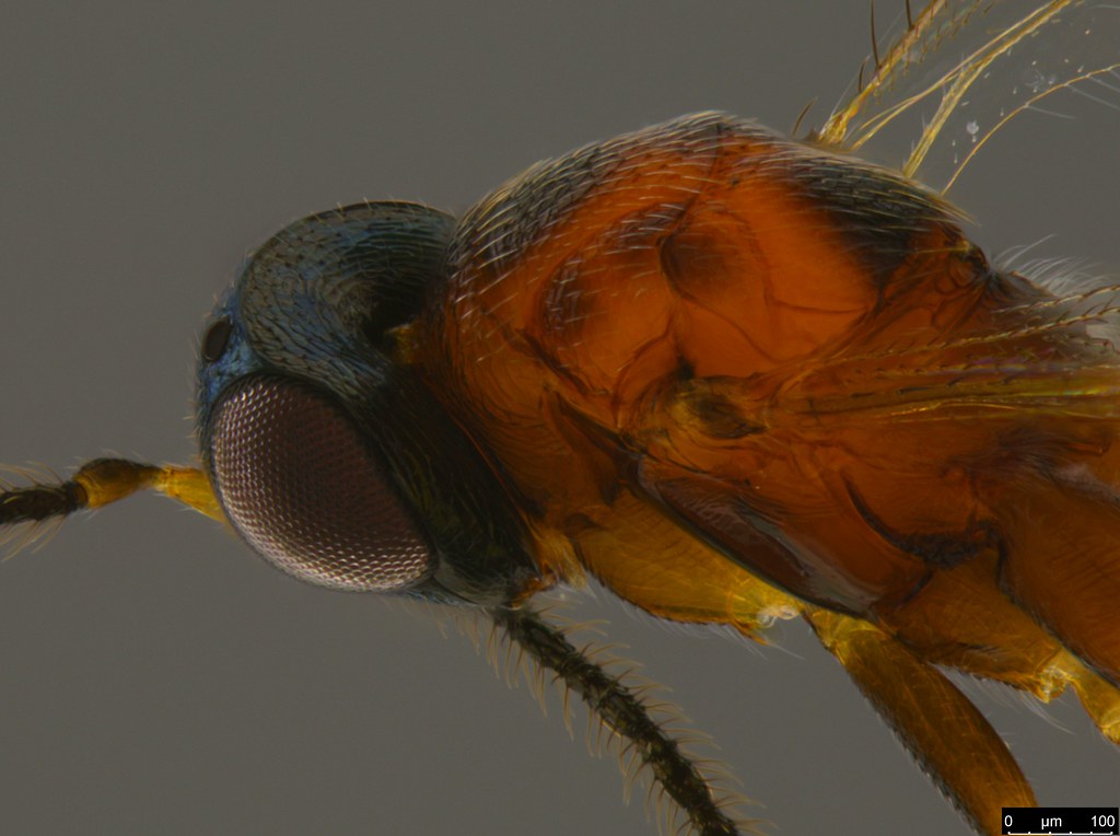 18b - Pteromalidae sp.