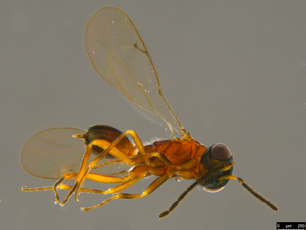 18c - Pteromalidae sp.
