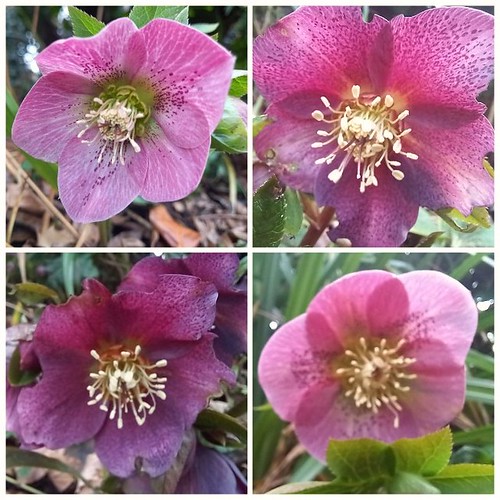 Four Hellebore flowers