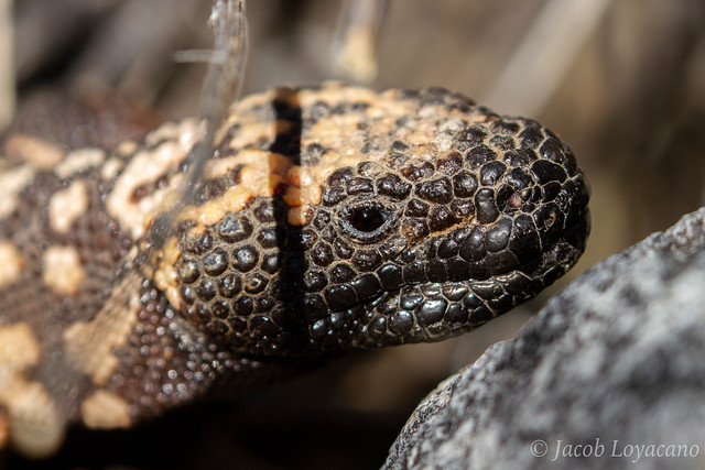 Gila Monster (Heloderma suspectum)