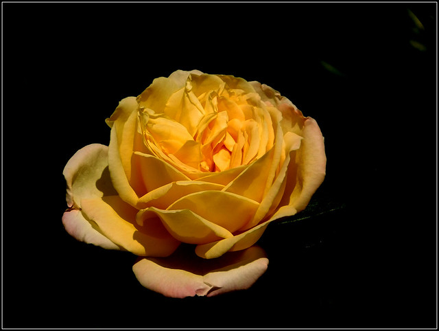 Żółta róża.