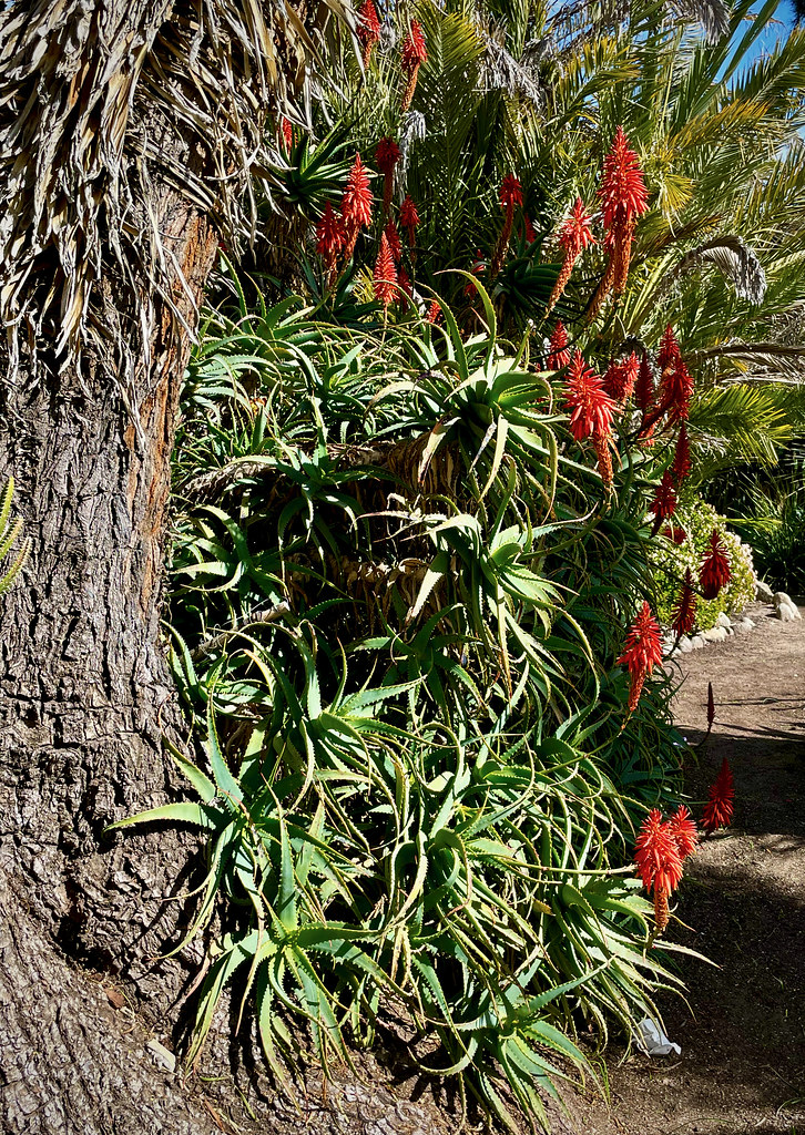 Tall aloes against the trunk of a great Yucca filifera, perhaps the largest known in a garden.