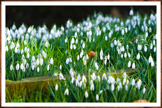 Snowdrops in the churchyard Kent (st marys sundridge)