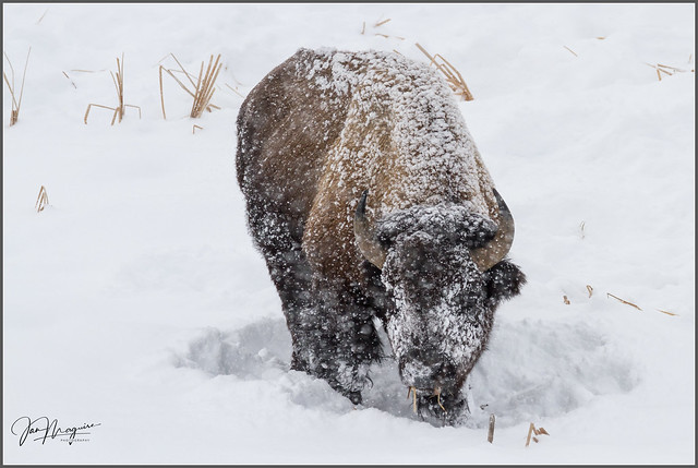 Yellowstone Bison in Winter 2109