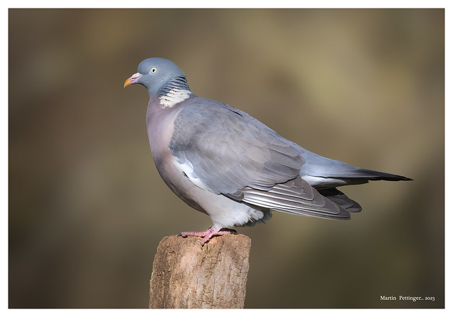 Wood Pigeon - 5894 SVPX
