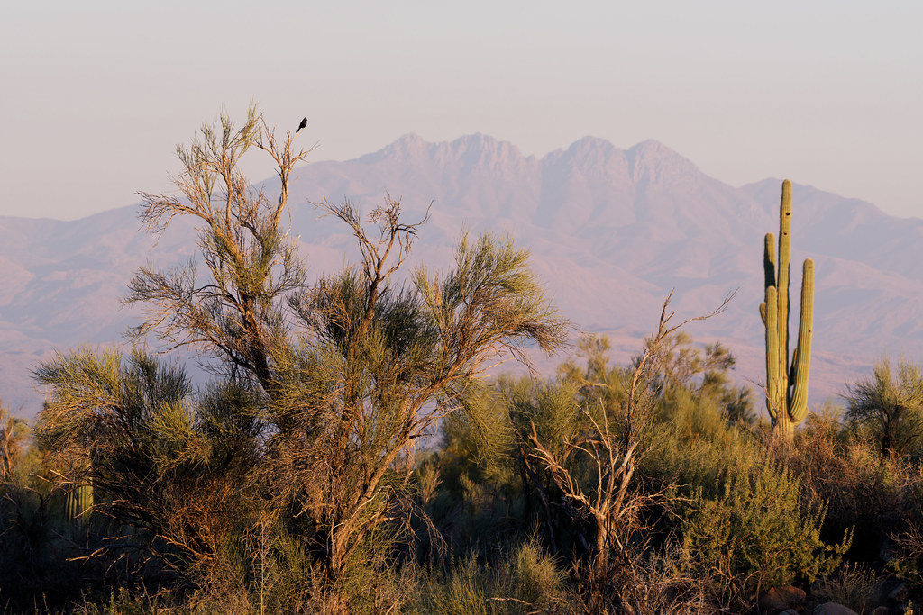 A male phainopepla perches high in a crucifixion thorn in front of the Four Peaks mountains and near an old saguaro on the 118th Street Trail in McDowell Sonoran Preserve in Scottsdale, Arizona on December 5, 2021. Original: _RAC1895.ARW