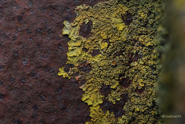 Korstmos en metaal / Metal and lichen