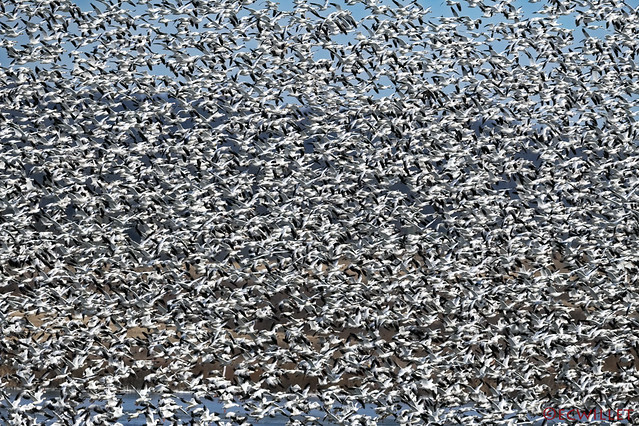 a few snow geese on the wing